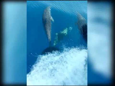 I DELFINI NEL MAR LIGURE