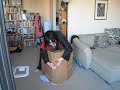 Adventures of Fox and Box III