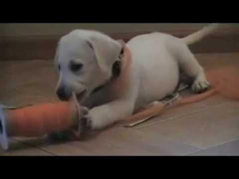 Legacy -Labs White Labrador puppy at 10 weeks TO cute!!