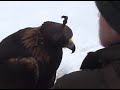 Falconry with eagles 2007 Falconry with eagles 2007