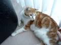 Cat playing games and taking it out on the sofa