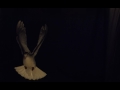 White dove