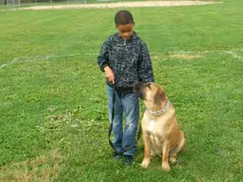 boerboel