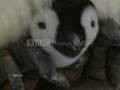 Cute Baby Animals