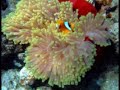 Marsa alam - Red Sea