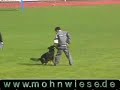 Pastor alem�o gringo (96 pontos no mundial)