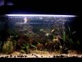 IL MIO ACQUARIO TROPICALE DI PZ n°4