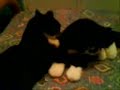 Chat et peluche