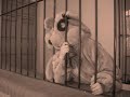 Moris - El Oso