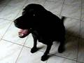 videos de Gastão Augusto 