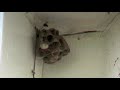 Paper Wasp Control and Nest Treatment