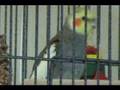 My Cockatiel Singing