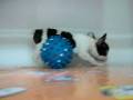 videos de Bulldog frances Macho STA REF:221