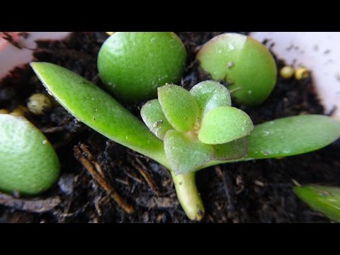 how to replant jade