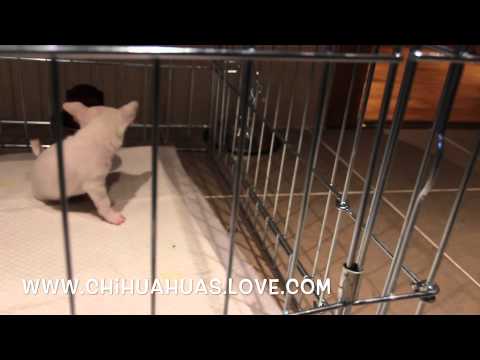 Click to View : Cachorro Chihuahua Jugando
