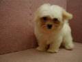 07/20 瑪爾濟斯 Maltese-母幼犬號-日新犬舍