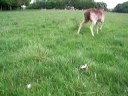 Non tutti sanno che... a Dublino c'e' uno dei piu' grandi parchi d'Europa. Si chiama Phoenix Park ed e' ad entrata libera. Bellissimo da girare in bicicletta, ci si puo' imbattere in madrie di cervi. Sono estremamente ghiotti di pane!