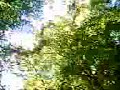 St Nectans Glen