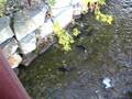Salmon swimming up the Credit River