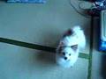 最高にかわいい犬が見れます