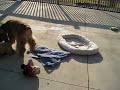 English Cocker Spaniel Groovy Adventure #1