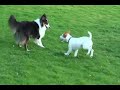 Sammy in action