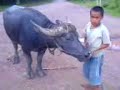 Boy with Kerbau Boy with Kerbau