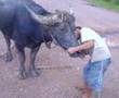 Boy with Kerbau