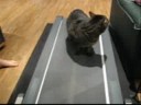 lol cats adventures