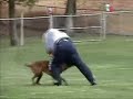 Mac \"the MOUTH\" - FRI Protection - Belgian Malinois