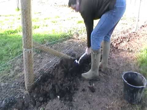 how to replant a hedge