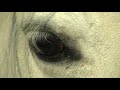 ARNOLD - Augen wie zwei Sterne