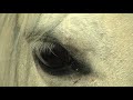 ARNOLD - Augen wie zwei Sterne