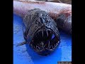 Strange Creatures And Other Encounters
			
