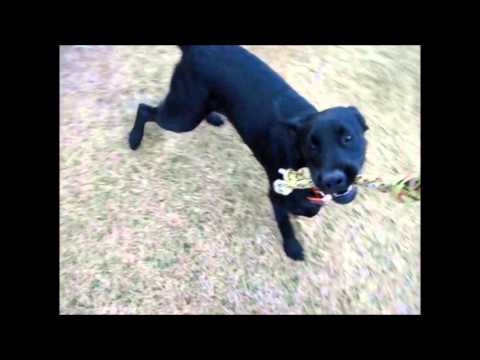 Playing with crazy black labs