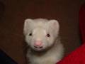 Snoopy the Talking Ferret!