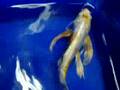 BLUE SHUSUI KOI FROM CHICAGOKOI.COM