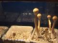 shroom