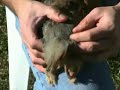 Handcrafted upland bird tailmounts - How to cut the tail off Handcrafted upland bird tailmounts - How to cut the tail off