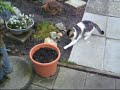My cats