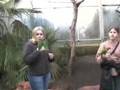 Vogels