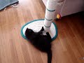 Energetic kitten playing