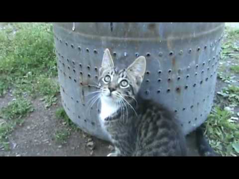 Play kitty