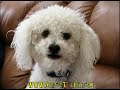 Henri the Peekapoo Henri the Peekapoo