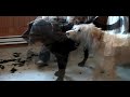 labradoodles get a haircut labradoodles get a haircut