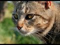 Hawkfrost. :) HONOURS! *blush* ~~~~~~~~~~~~~~~~~~~~~~~~~~~~~~~~~ #61 - Most Discussed (Today) - Pets & Animals - Australia #58 - Top Favorites (Today) - Pets & Animals - Australia #84 - Top Rated (Today) - Pets & Animals - Australia