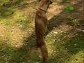Weird, True and Freaky - Faith: Two Legged Dog