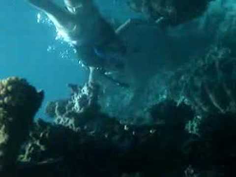 Cheryl diving to a giant clam in the ...