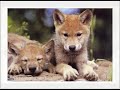 Wolves my life :o)