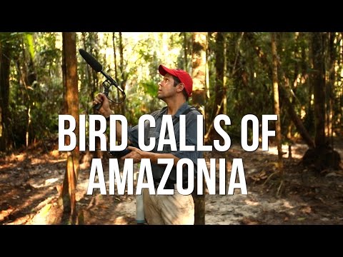Bird calls of Amazonia